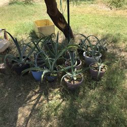 Succulents, century plants Aloe vera