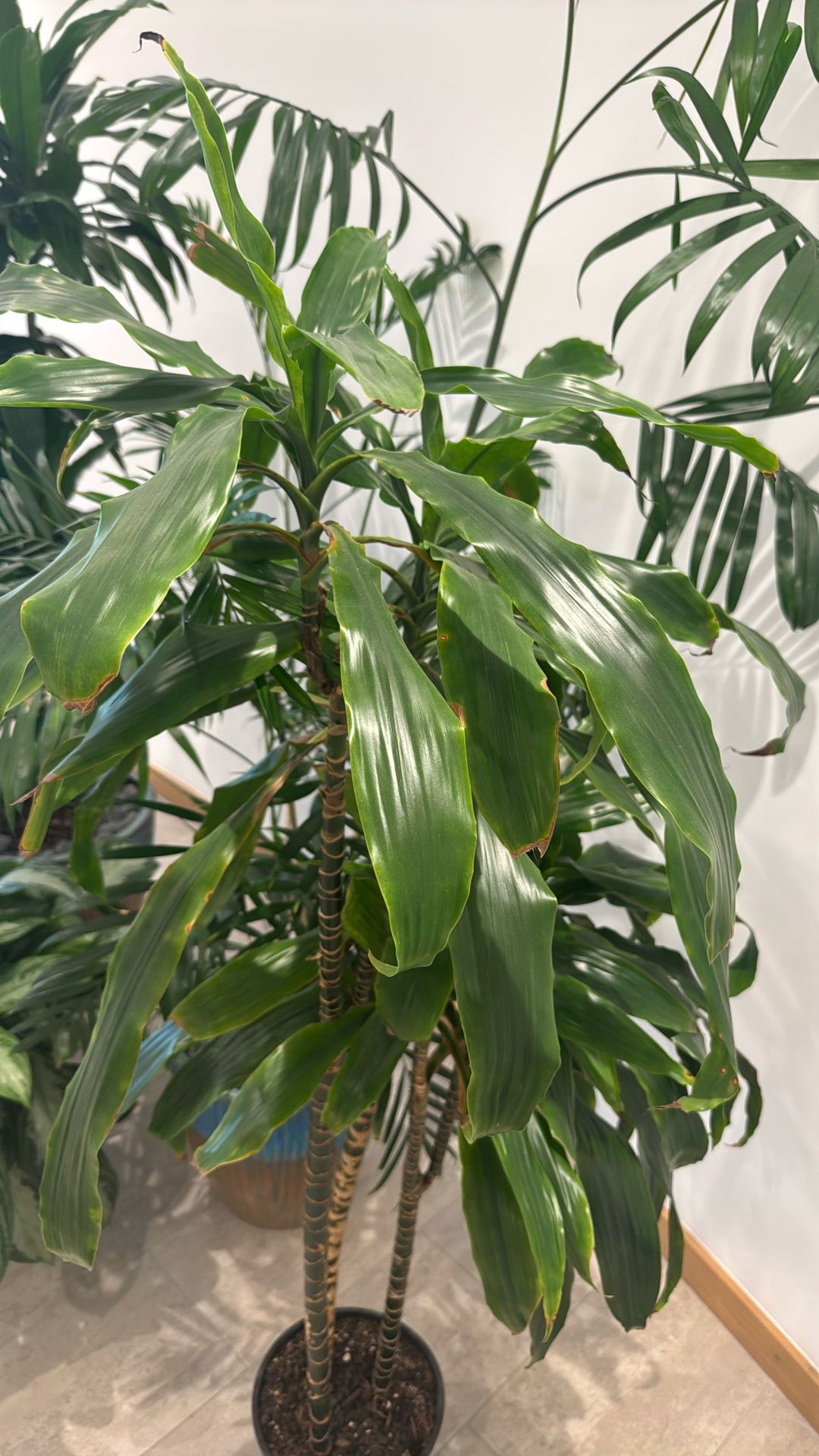 Dracaena Plant Indoor/Outdoor