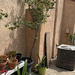 Quince Fruit Tree/Árbol De Membrillo.