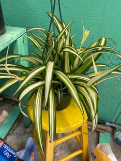 Spider 🕷️ plant