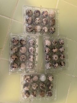 FRESH quail eggs Jumbo/mix