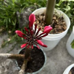 Plants Hawuiiana 