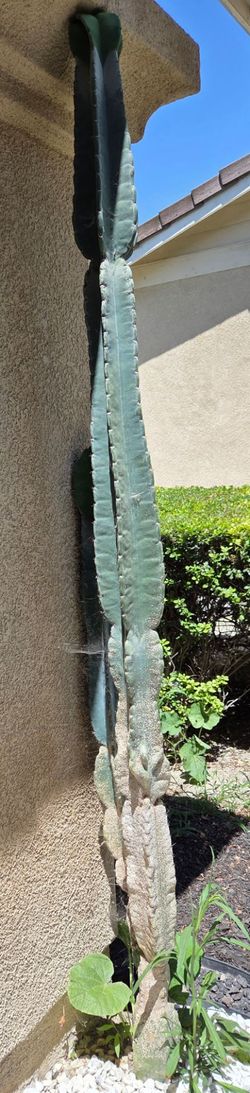 Cactus narrow