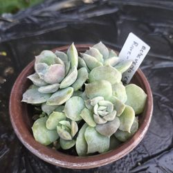 3.5" Pot - Rare Succulents