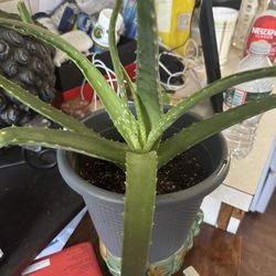 Aloe Vera Plants