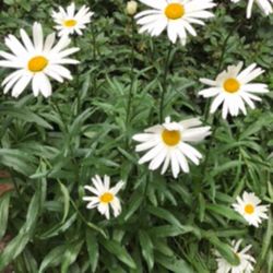 Daisies Perennial Plants .