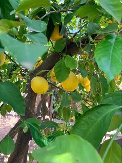 Lemons