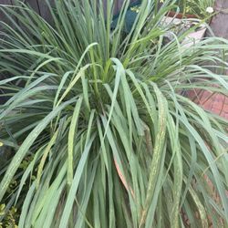 Limoncillo Or sawgrass Plant 