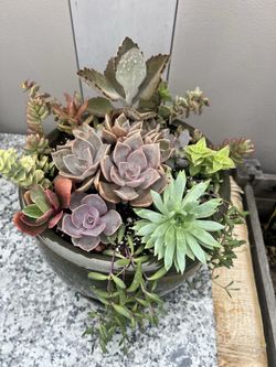 Succulent arrangement, arreglo de suculentas
