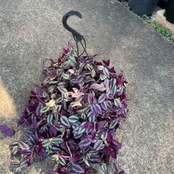 Wondering Jew plant In Hanging basket 