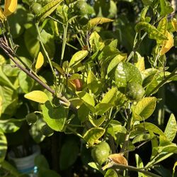 Tangerine Trees /arboles de Mandarina 