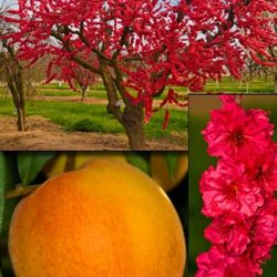 Grafted Dwarf Baron Peach Trees 😃🌿🌿🌿