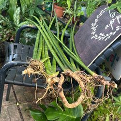 Sanciviera (cilíndrica) Plants 