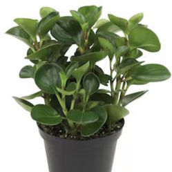🌿Super Hardy Peperomia Rubber Plant 6” Pot🌿