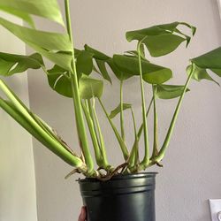 Medium Monstera 
