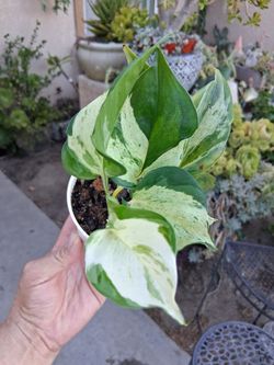 Small Manjula Pothos Plant $15