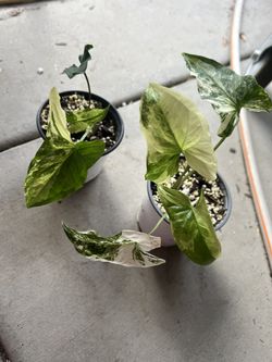 Variegated Syngonium