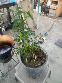 Green pepper Anaheim