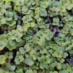 Fresh Microgreens 