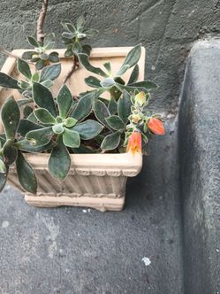 Plant