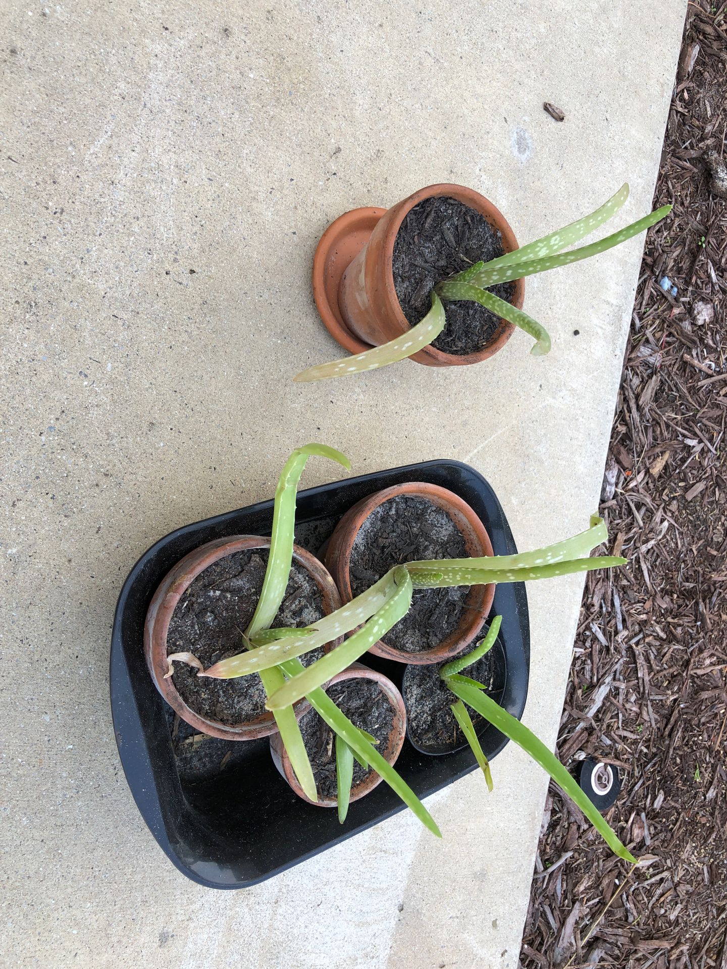 Magic aloe plants.