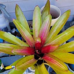 Large Neoregelia Bromeliad
