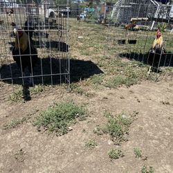 Cages