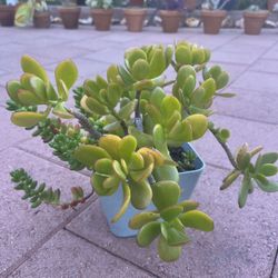 Homegrown Mixed Beautiful Jelly Bean Jade Succulents In Pot