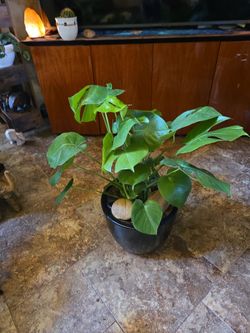 Lovely Monstera plant in new 14in ceramic pot with polished stones