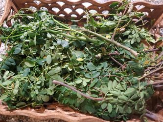 Organic Moringa leeves