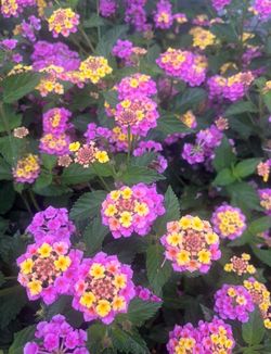 Lantana (Lantana camara). Pink and yellow flowers mosquito plant