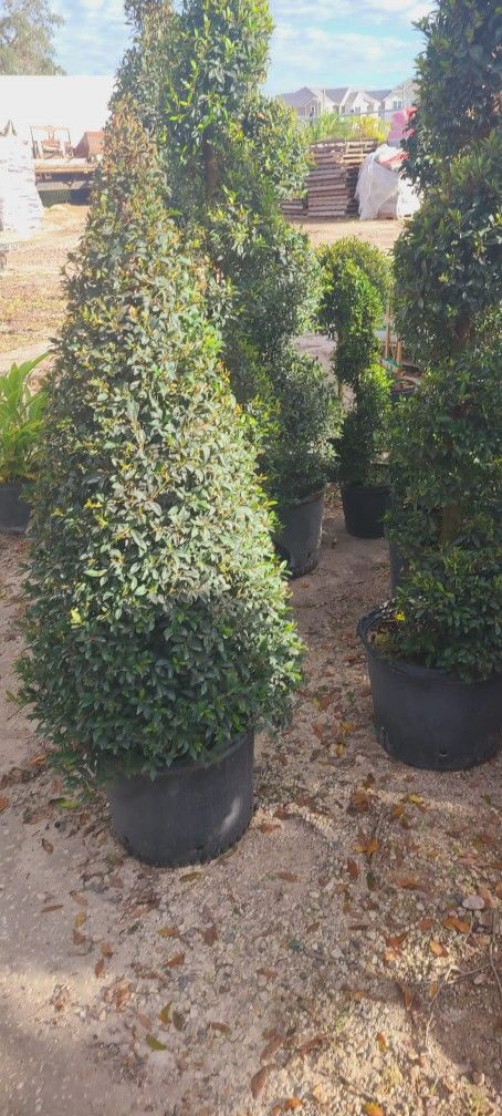 Topiary