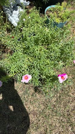 Rallito de sol plant