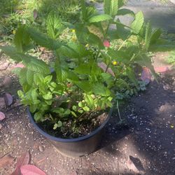 Ment Plants $15