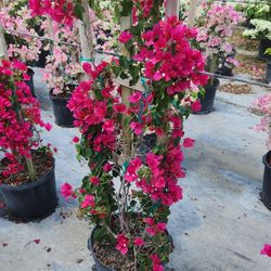Beautiful Bougainvillea Plants Blooming Plants With Flowers Decoration Plants 