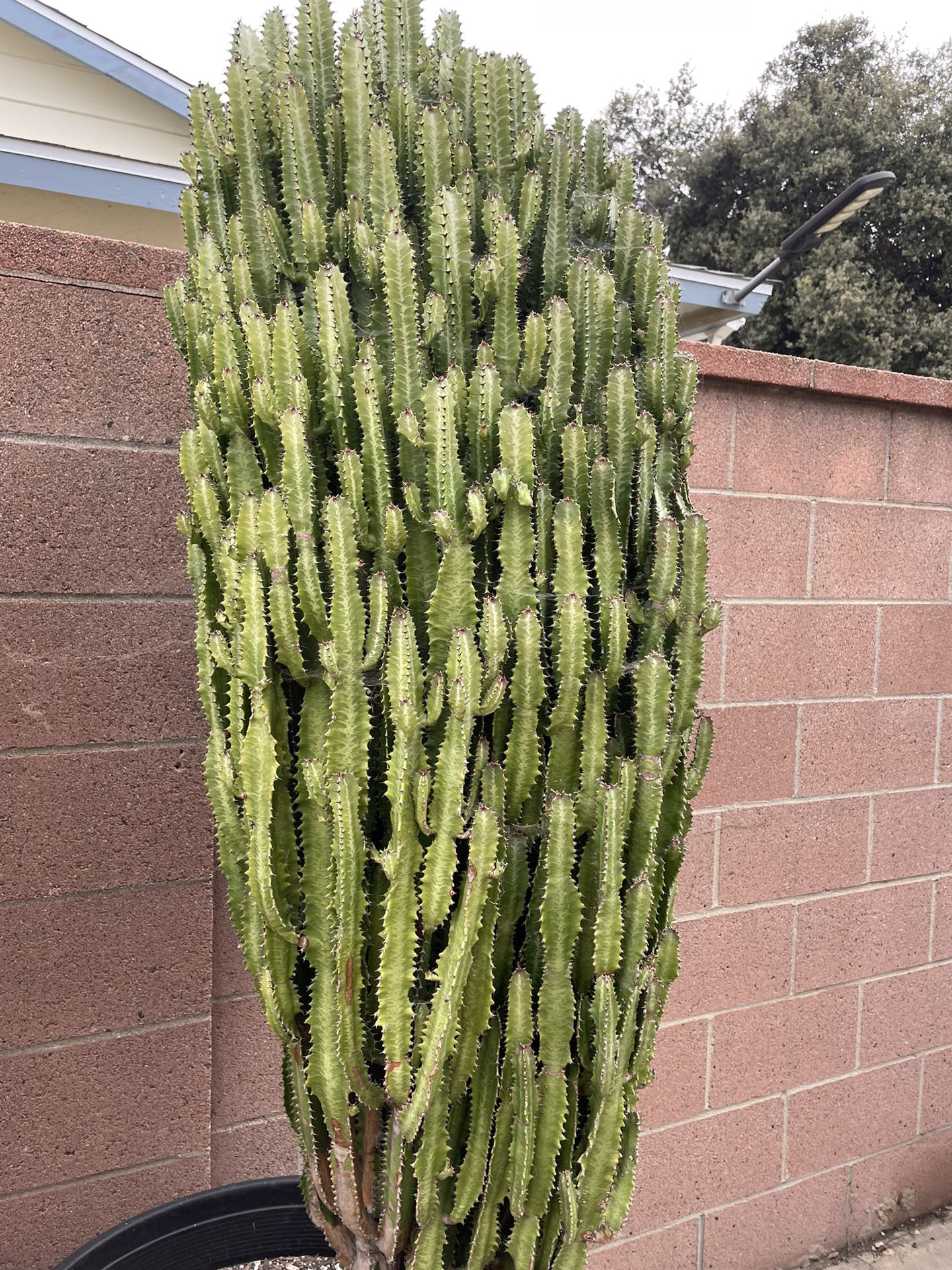 Euphorbia Cactus Plant Huge $60