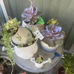 Many Succulent Planters