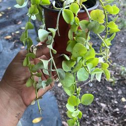 Dischidia Plant