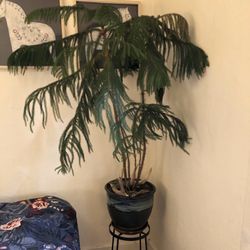 Norfolk Pine Tree