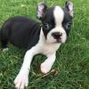 Otto