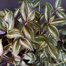✨ Quadricolor Tradescantia | 4" pot✨