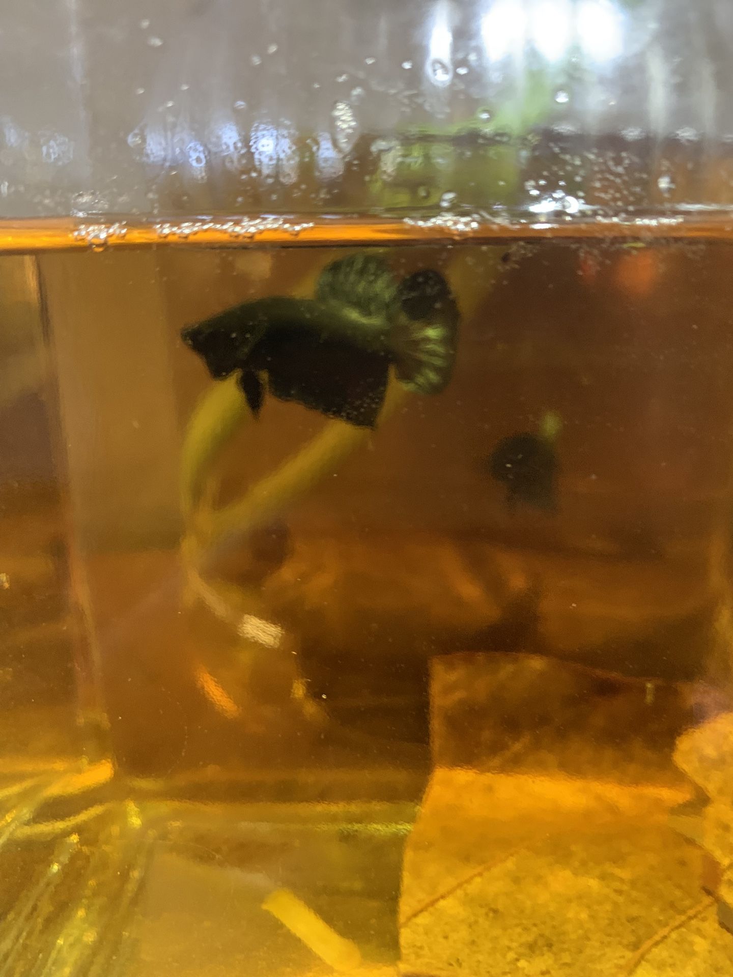 Betta Jar