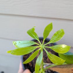 Umbrella Plant 