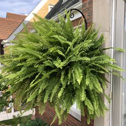 Fern Plant