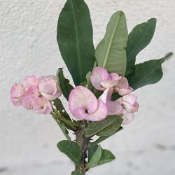 Planta De Corona De Cristo Flor Jumbo Con Flores Es Planta Grande En Maceta De 1 Gallón Pick Up Only