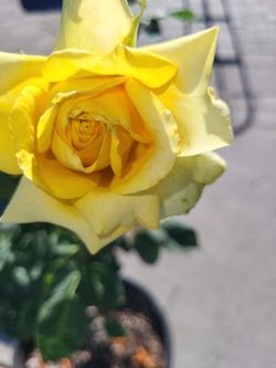 Yellow Rose Bush Plant 10 Gallon Pot 