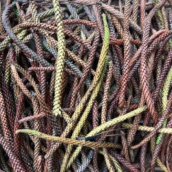 Norfolk Pine For Fall Craft Projects