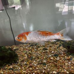 Large Koi Goldfish 