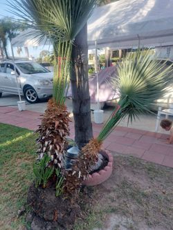 Palm trees