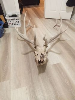 Deer Skull with Full Antler Rack